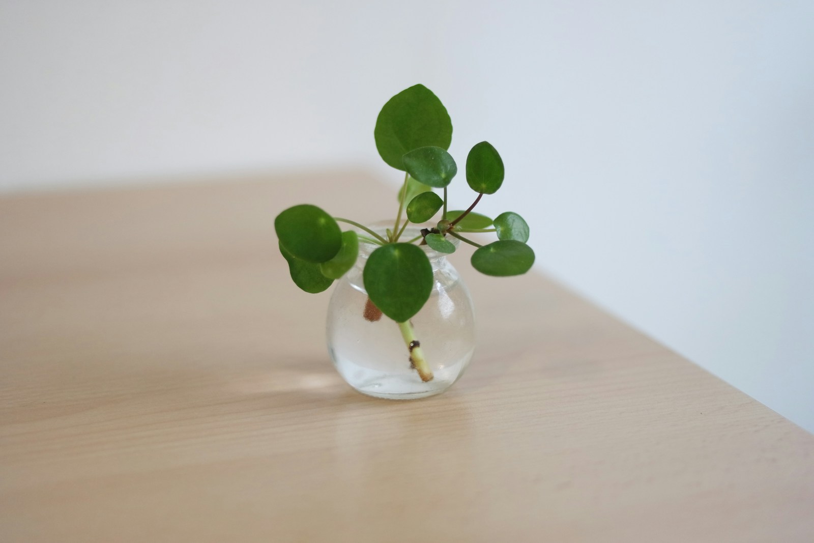 A small glass vase with a plant in it