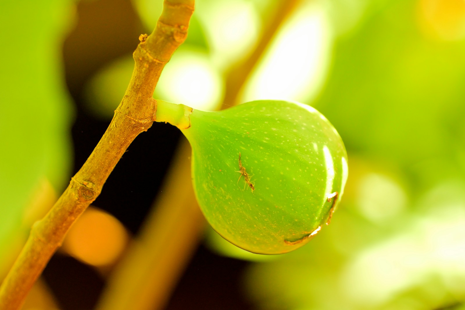 a close up of a green leaf on a tree